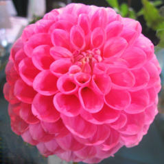 Dahlia ' 20TH AVE OLD MAJOR '  (S.B.) Gibson USA 2022 Greater Philadelphia D. S. Show, Longwood Gardens, USA 2022 (David Brown)